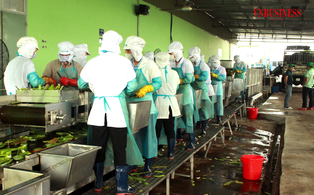 Chi phí quá lớn khiến cho nhiều DN trong lĩnh vực nông nghiệp khó cải thiện lợi nhuận hoặc thua lỗ kéo dài.