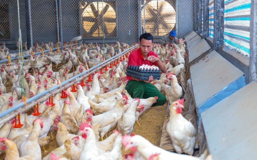 Mô hình chăn nuôi của HTX Nông nghiệp công nghệ cao Long Thành Phát mang lại hiệu quả kinh tế cao.