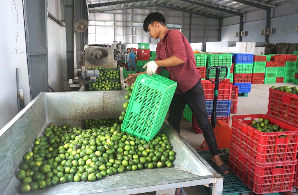 Mỗi tháng HTX Nông nghiệp Thành Chí xuất khẩu chanh không hạt sang thị trường Hà Lan với sản lượng từ 30 đến 70 tấn.