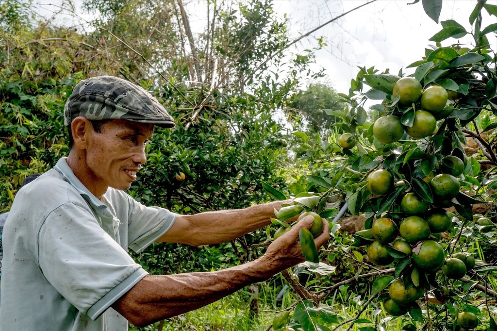 HTX Quýt đường Thuận Phú có sản lượng quýt đường hàng năm đạt từ 200-300 tấn.