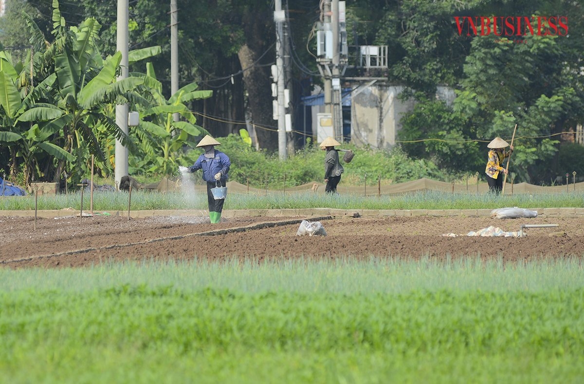Mô hình trồng rau sạch đem lại hiệu quả kinh tế cho người dân cao hơn nhiều so với trồng lúa.
