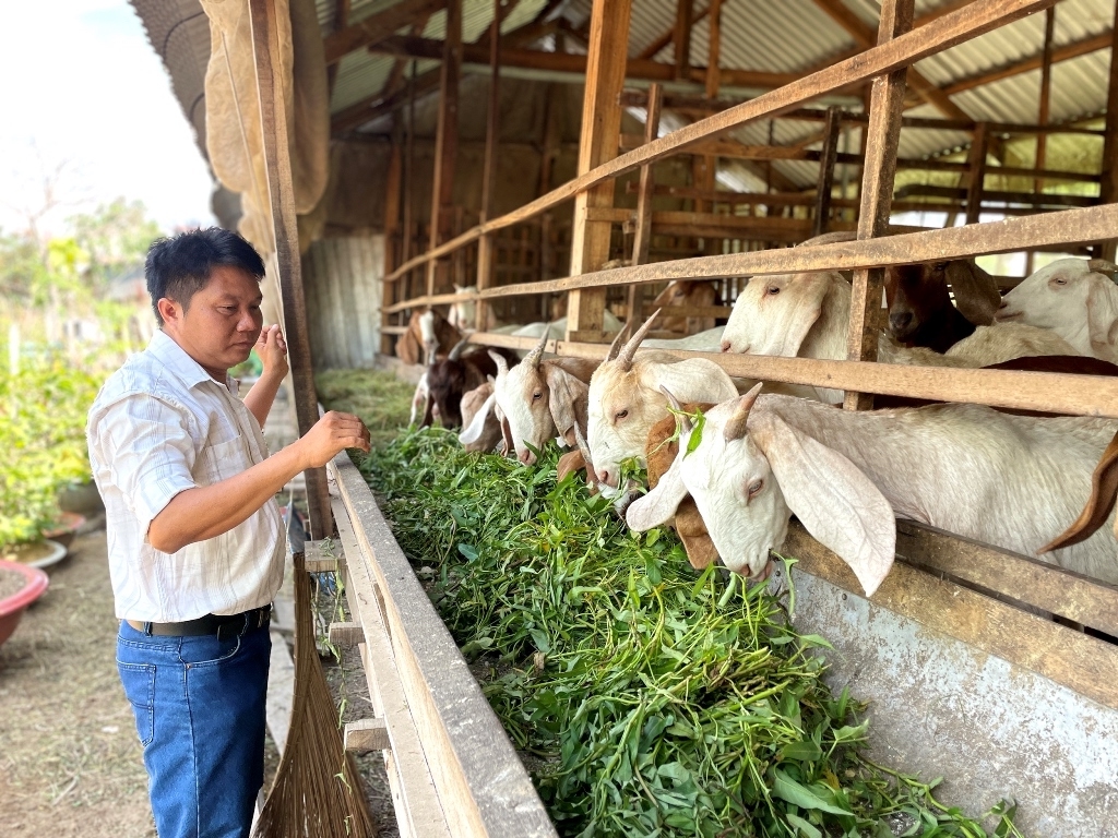 Mô hình chăn nuôi dê sinh sản của HTX Chăn nuôi và Thương mại dịch vụ Thiên Phú giúp giảm nghèo cho người dân ở xã biên giới Tân Đông.