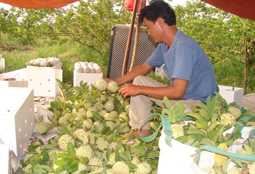 HTX dịch vụ nông nghiệp Minh Trung với sản phẩm quả mãng cầu đạt OCOP 4 sao.