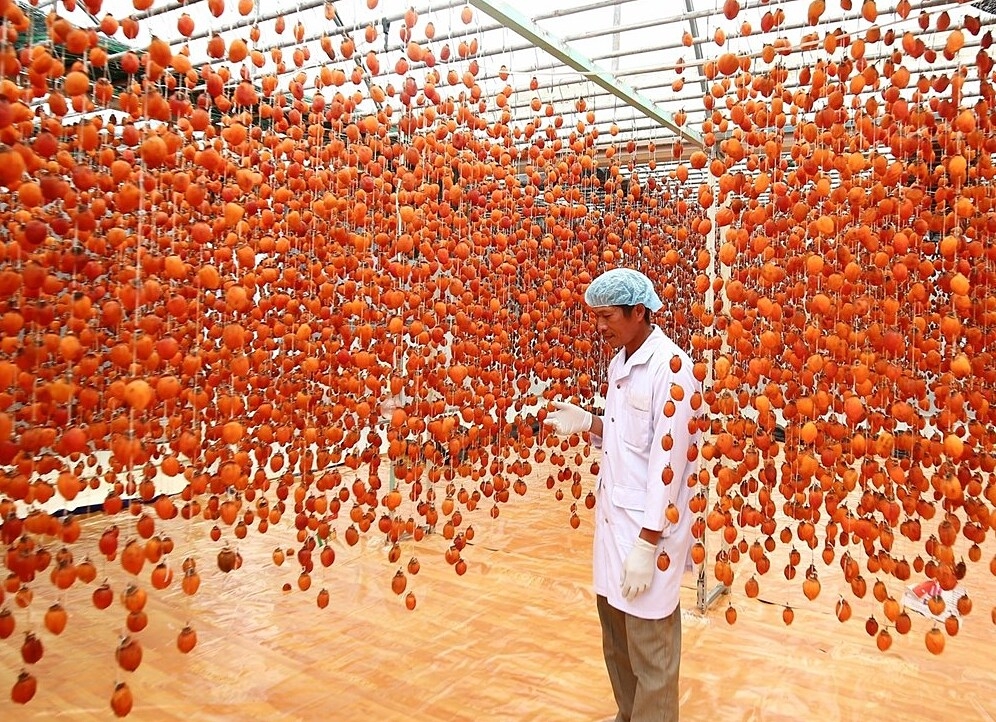 Hồng treo gió giúp người dân nâng cao thu nhập, giảm nghèo.