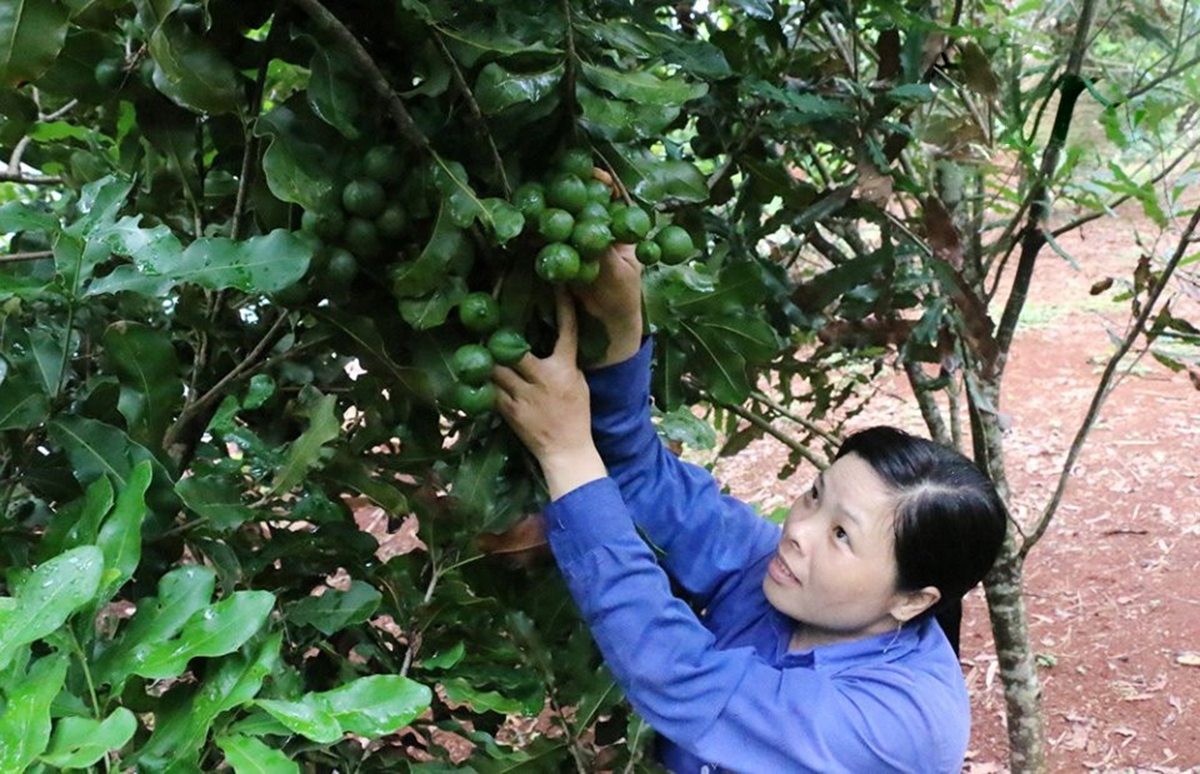 HTX đang là điểm tựa của nhiều nông dân ở Đắk Nông &lpar;Ảnh BĐN&rpar;.