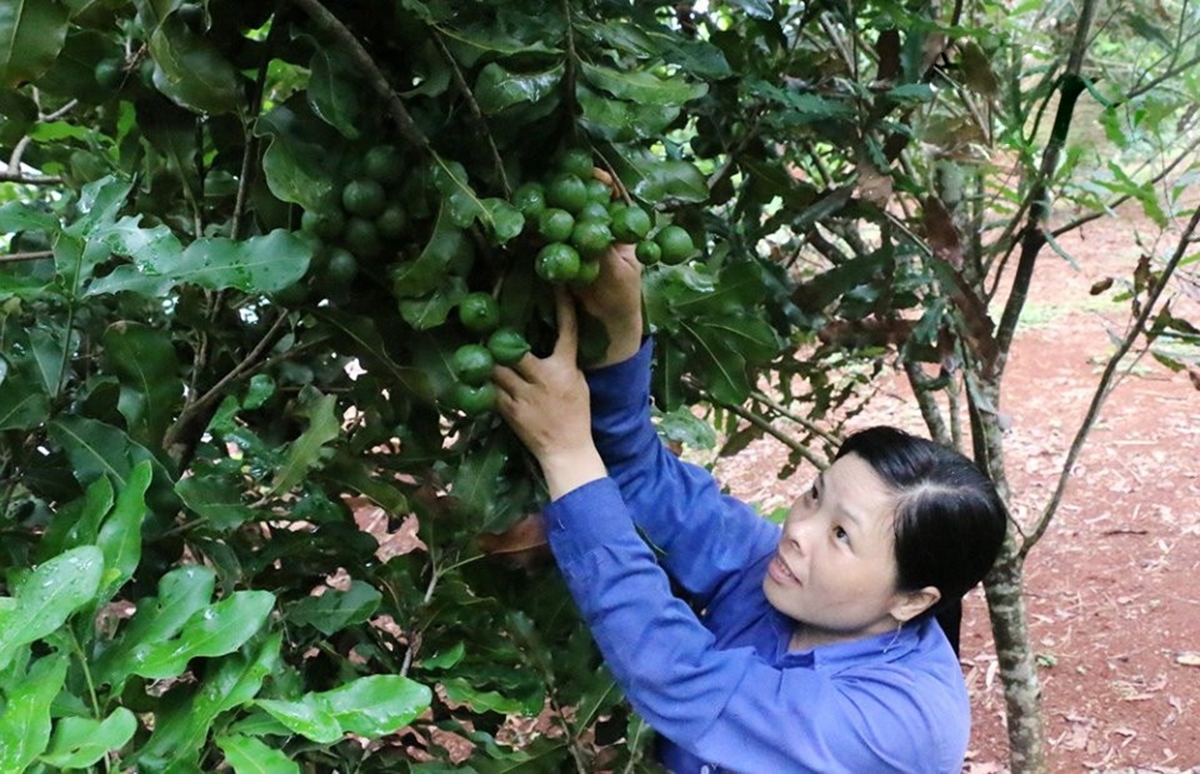 HTX đang là điểm tựa của nhiều nông dân ở Đắk Nông &lpar;Ảnh BĐN&rpar;.