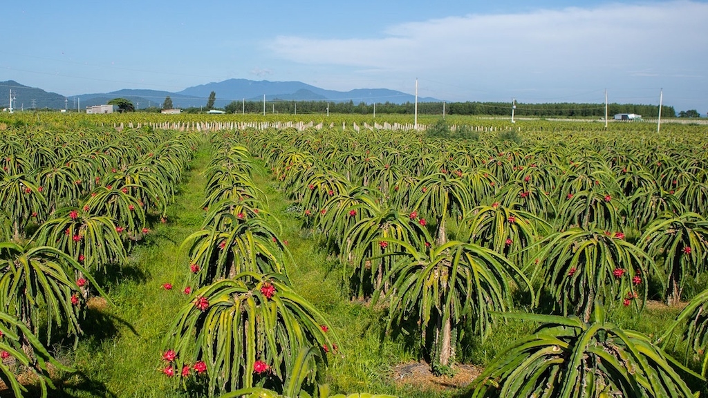 Trên địa bàn huyện Hàm Thuận Nam đã hình thành 4 dự án liên kết sản xuất theo hình thức liên kết cung ứng vật tư, dịch vụ đầu vào, tổ chức sản xuất, thu hoạch gắn với tiêu thụ sản phẩm trên cây thanh long.