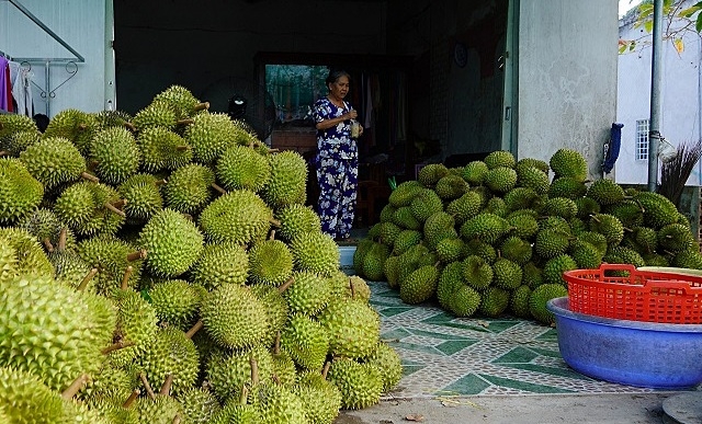 Sầu riêng sốt giá, người dân phấn khởi thu hoạch.