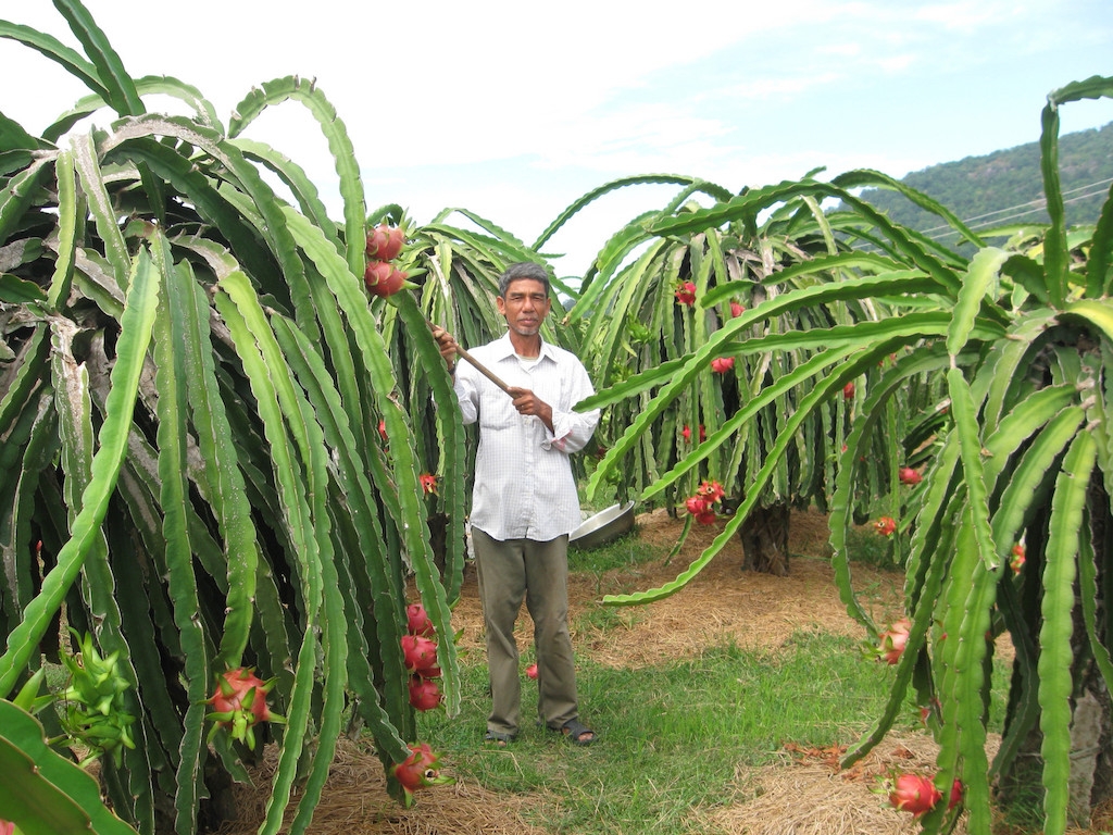 HTX Dịch vụ Sản xuất Thanh Long Thuận Quý hiện có 100ha thanh long được chứng nhận VietGap.