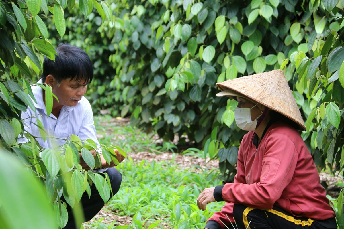 Các HTX sẽ là cầu nối để nông dân tham gia sâu hơn vào chuỗi giá trị &lpar;Ảnh: BĐN&rpar;.