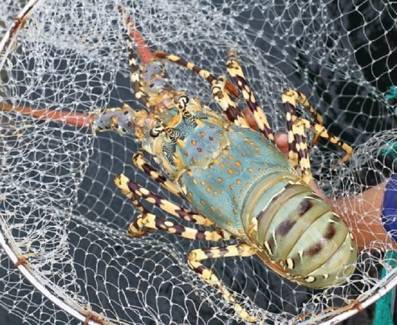 Bộ NN&PTNT đang xác minh thông tin ‘Trung Quốc tạm dừng nhập tôm hùm bông sống từ Việt Nam.