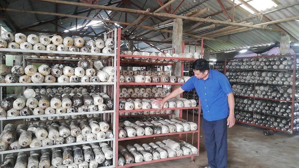 Mô hình sản xuất nấm của HTX nấm Tuấn Hiệp mang về tổng doanh thu khoảng 2 tỷ đồng/năm, lợi nhuận thu về chiếm trên 80%.