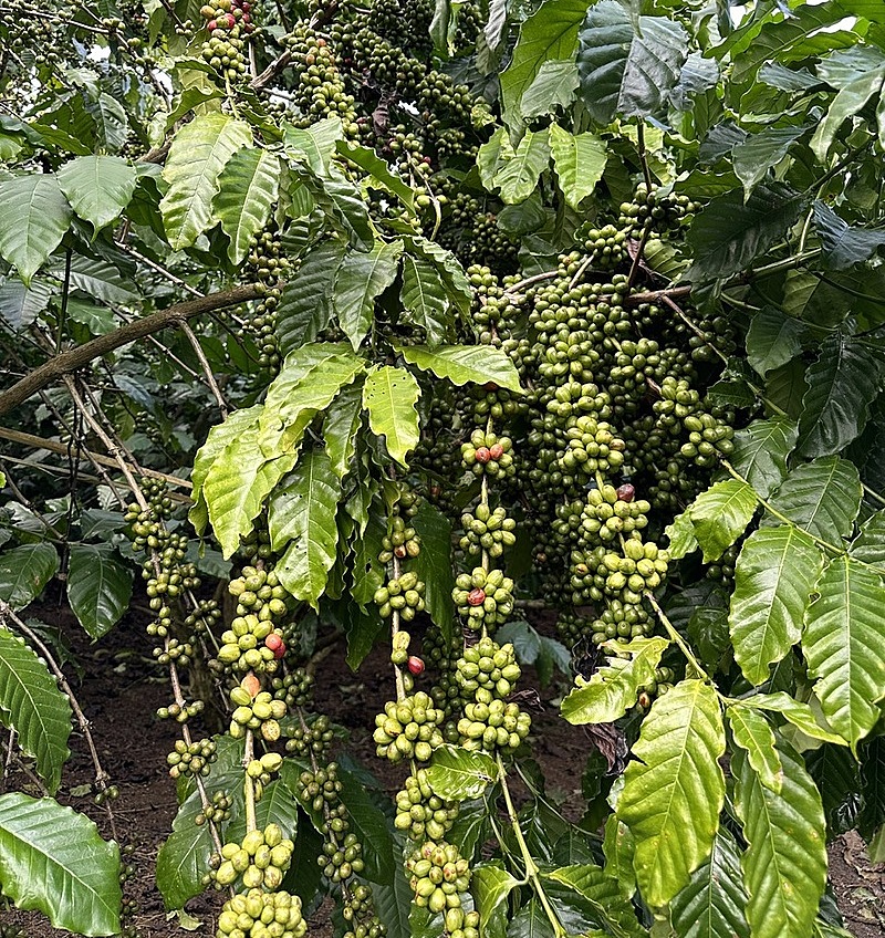 Cà phê đóng cục chi chít trên vườn cà phê mô hình bón phân Phú Mỹ.