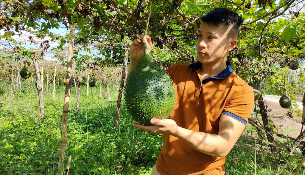 Liên kết trồng gấc cùng HTX Nông - Lâm nghiệp Nam Hà giúp nông dân huyện Cư Jút nâng cao thu nhập.