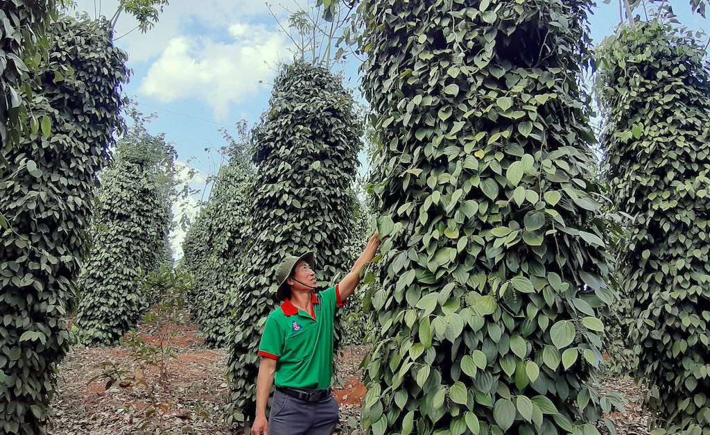 HTX Sản xuất thương mại – dịch vụ Bình Minh phấn đấu có khoảng 300 ha hồ tiêu được chứng nhận Rainforest Alliance.