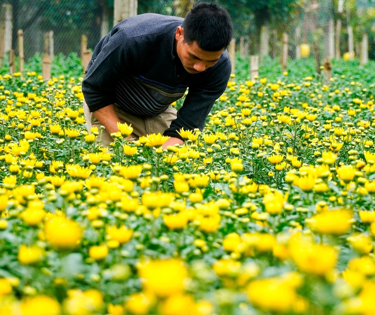 Dự báo, phân tích thị trường giúp HTX, doanh nghiệp có định hướng trong đầu tư, sản xuất.