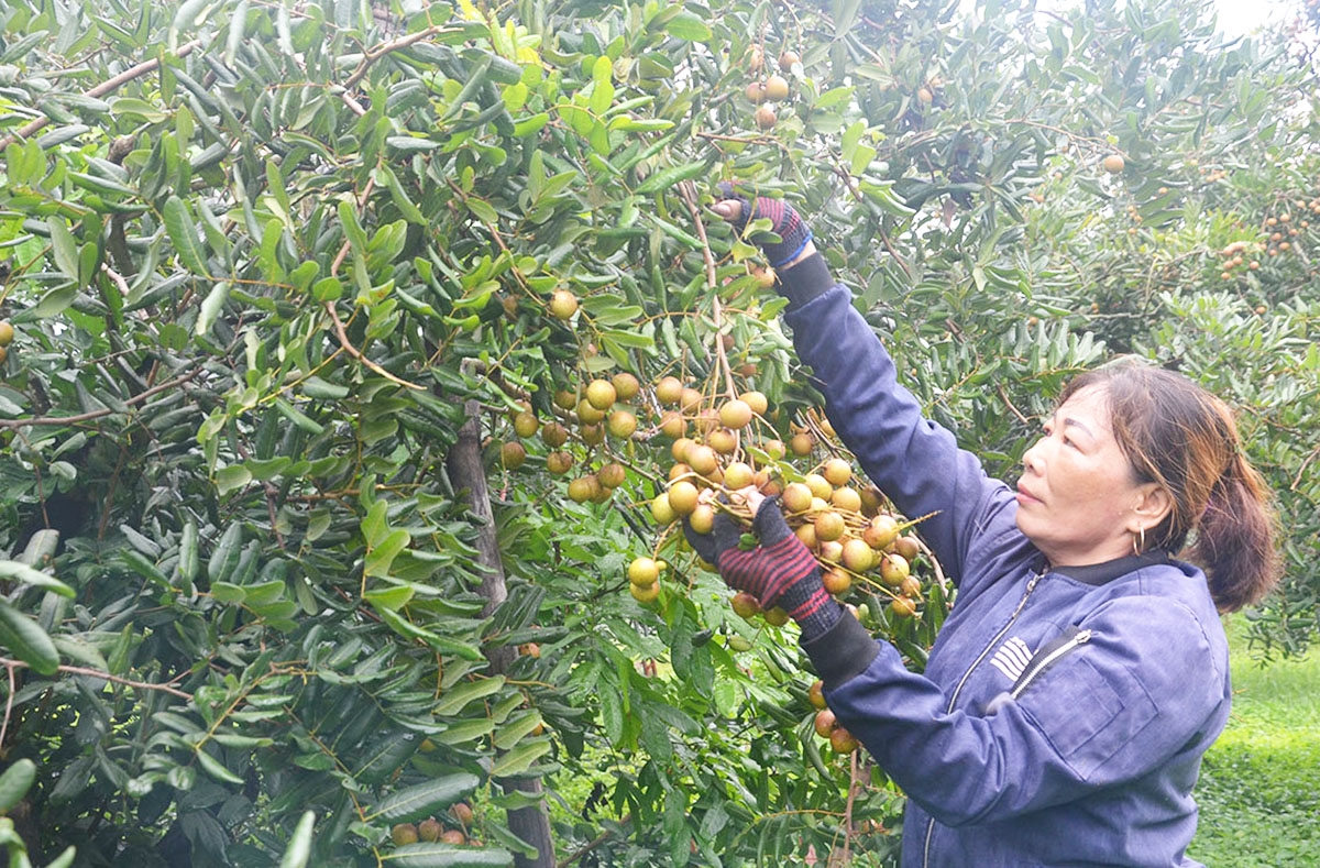 Chuyển biến trong nông nghiệp là một trong những điểm tựa giúp Bà Rịa - Vũng Tàu xây dựng nông thôn mới.