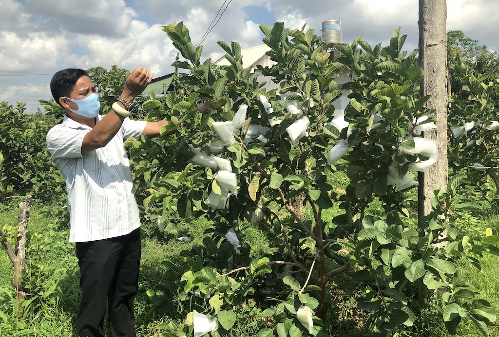 HTX nông nghiệp Ổi ruột hồng Thới Tân đang canh tác 25 ha ổi ruột hồng.