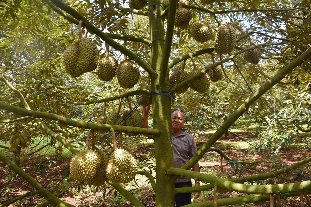 Sầu riêng đang giúp nhiều người dân giảm nghèo, ổn định cuộc sống và làm giàu.