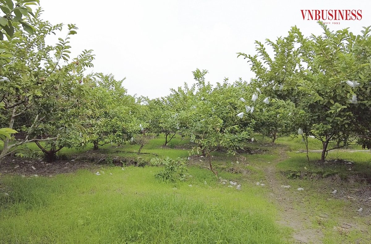 Vườn ổi có thể cho thu hoạch quanh năm, giúp HTX nâng cao năng suất.