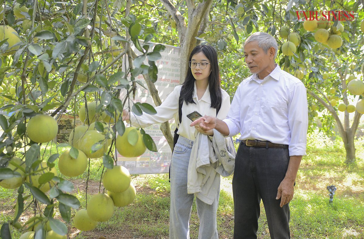 Giám đốc Lê Hữu Diện giới thiệu về vườn bưởi của HTX.