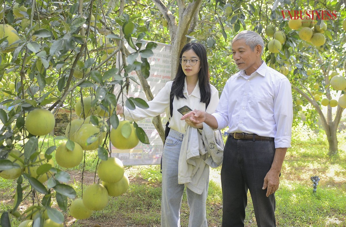 Giám đốc Lê Hữu Diện giới thiệu về vườn bưởi của HTX.