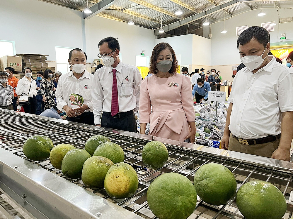 Bưởi da xanh Bến Tre là một trong những nông sản của Việt Nam xuất khẩu thành công sang Mỹ.