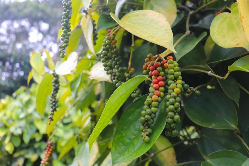 Giá hồ tiêu đã có 2 ngày tăng liên tiếp sau chuỗi ngày đi ngang.