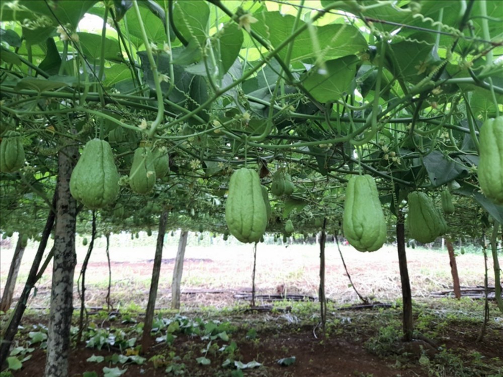 Vườn trồng su su của HTX Nông nghiệp Công nghệ cao Đắk Ha đạt doanh thu lên đến 150 triệu/ha/tháng, thu hoạch từ 3 - 6 tháng.