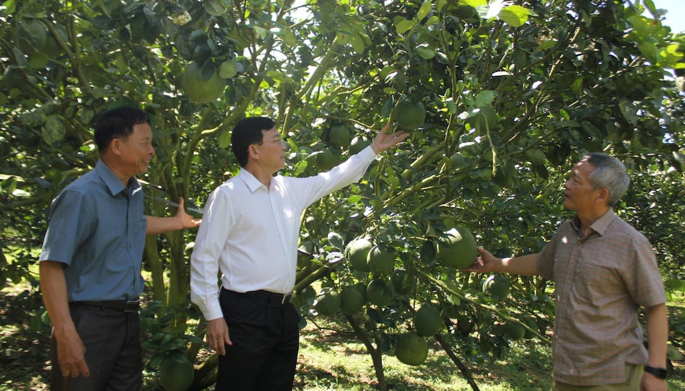 Mô hình trồng bưởi VietGAP của HTX Nông nghiệp-Thương mại-Dịch vụ Sangs Farm.