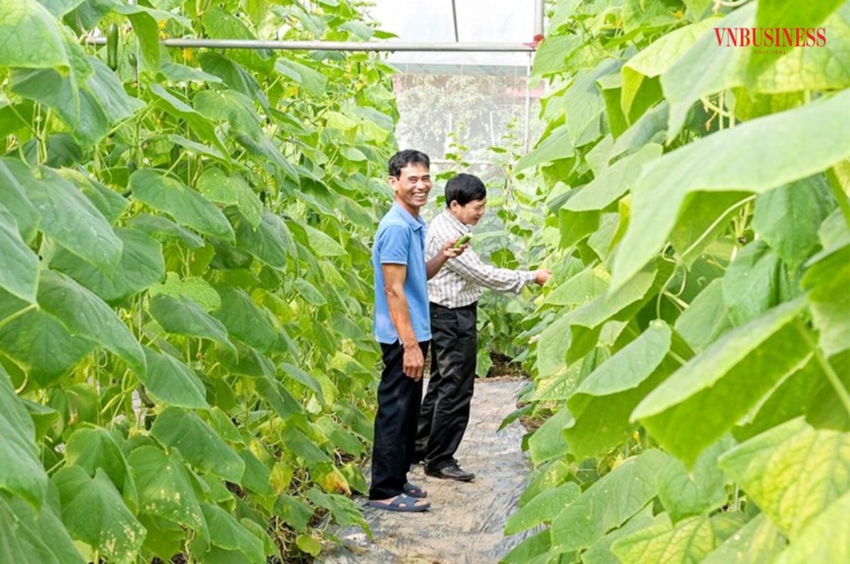 Sản xuất theo hướng hiện đại hóa là chìa khóa giúp nhiều HTX phát triển ổn định.