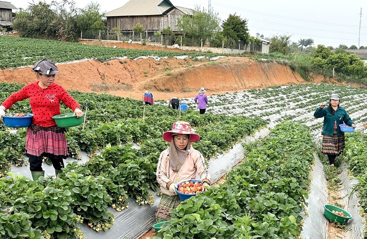 Trồng dâu tây hàng hóa là hướng phát triển kinh tế hiệu quả ở Cò Nòi.