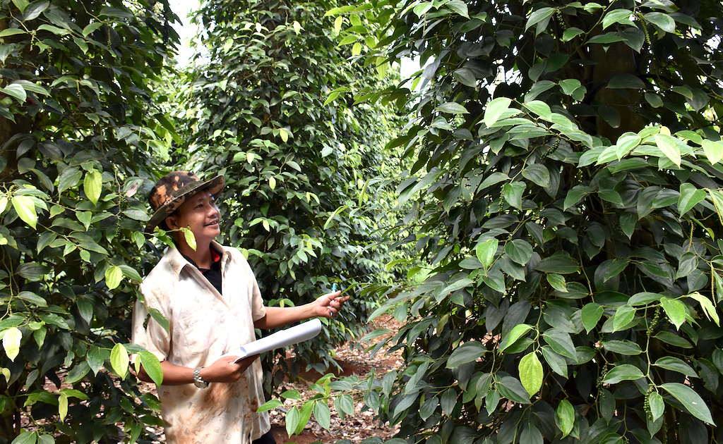 HTX hồ tiêu hữu cơ Lộc Quang đang đẩy mạnh liên kết sản xuất, tạo dựng vùng nguyên liệu.