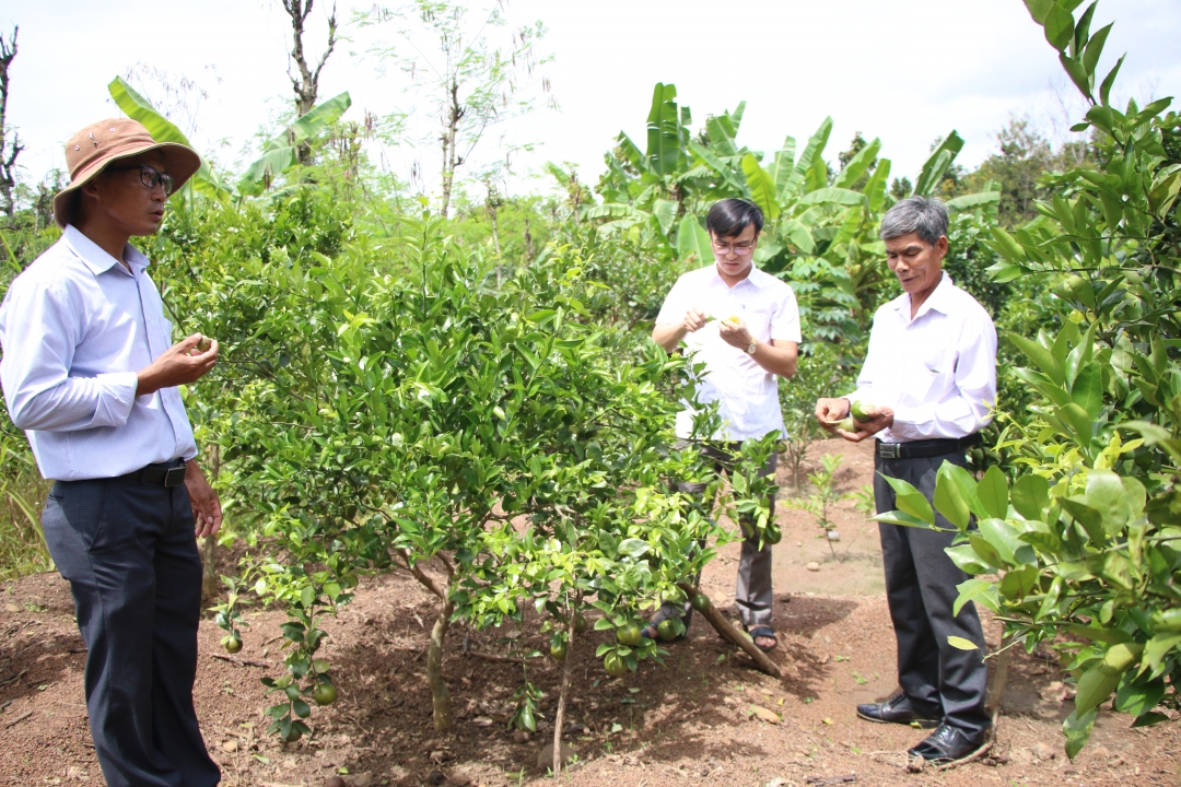 HTX Nông nghiệp và Du lịch Phú Nông – Buôn Đôn ra đời từ ý tưởng phát triển nông nghiệp phục vụ du lịch.