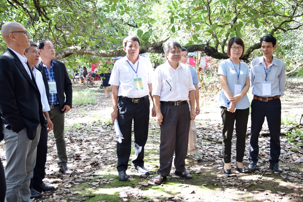 Thời gian qua, tỉnh Bình Phước đã hỗ trợ, hướng dẫn xây dựng 45 HTX hoạt động theo chuỗi liên kết sản xuất điều.