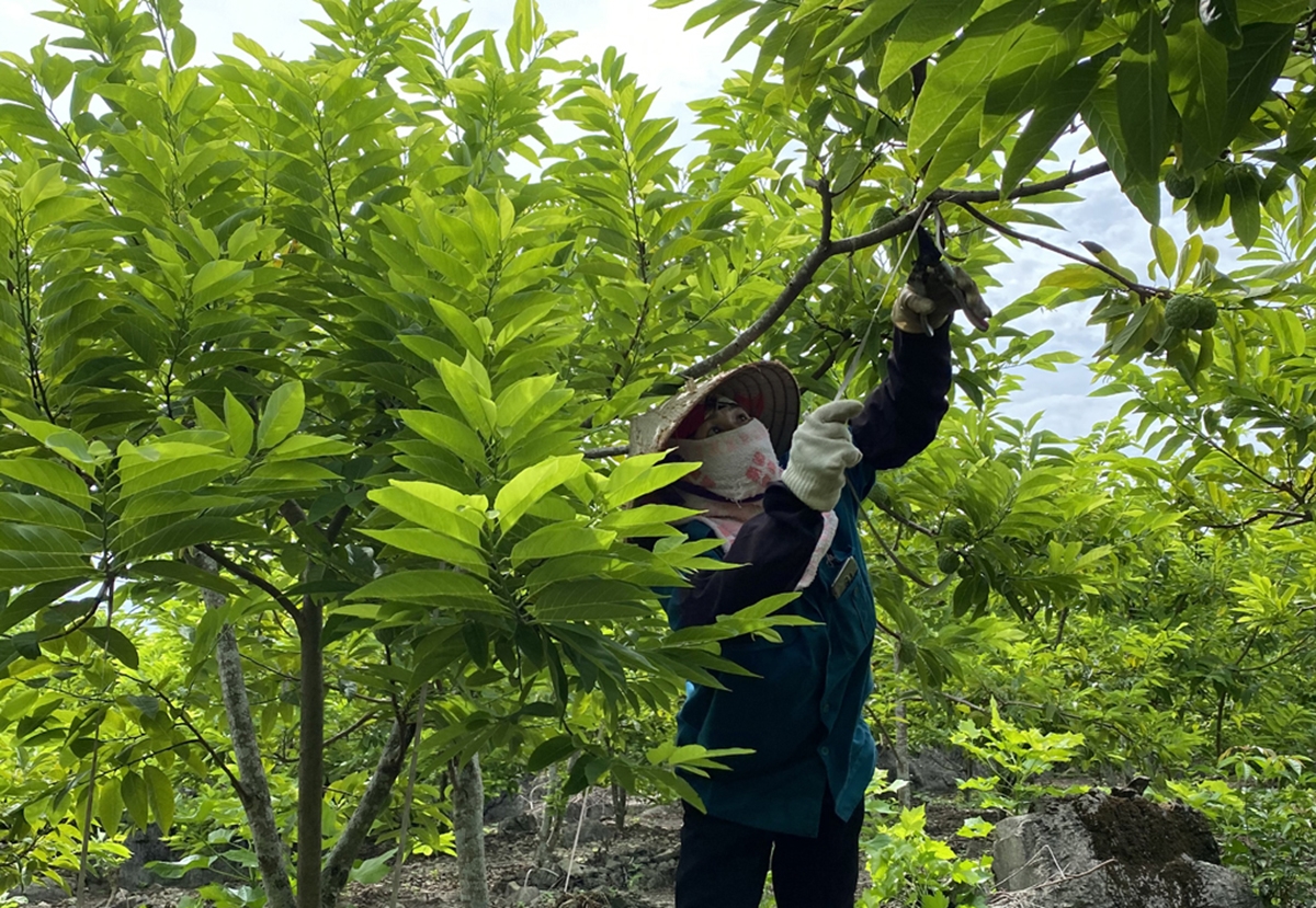 Nho Quan tiếp tục thúc đẩy chuyển đổi cơ cấu nông nghiệp theo chuỗi giá trị, an toàn sinh thái &lpar;Ảnh: BNB&rpar;.