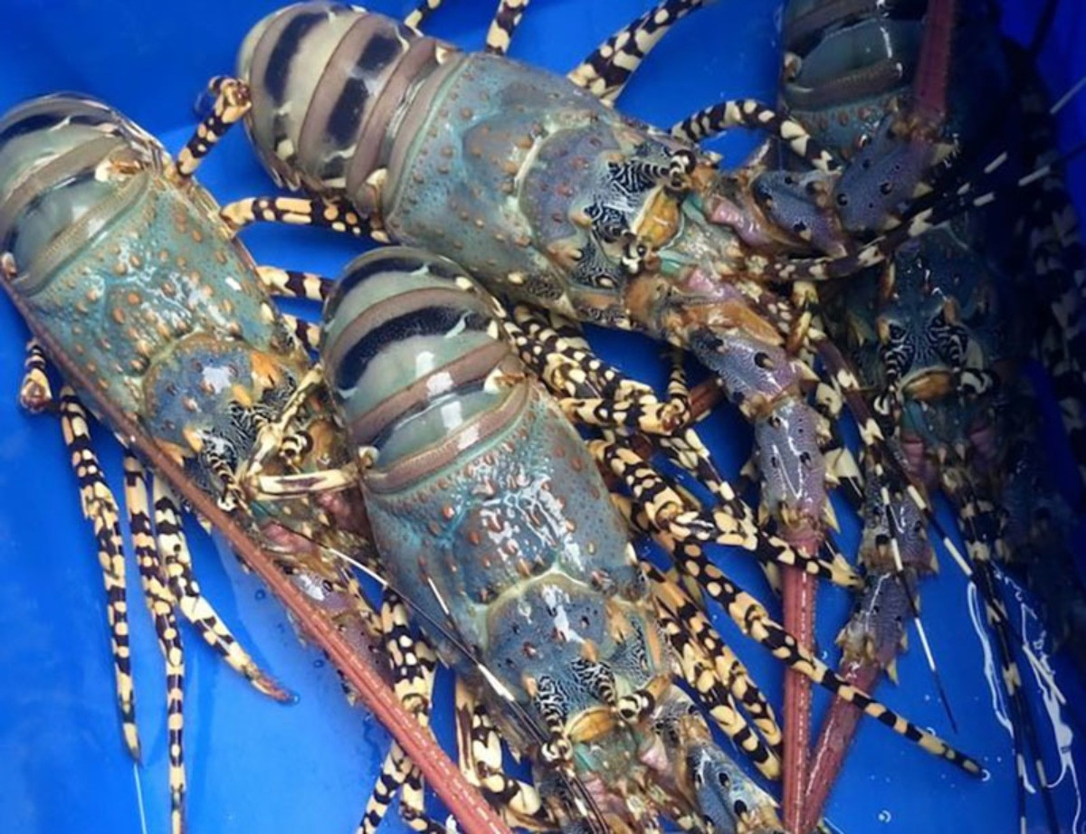 Trung Quốc đưa tôm hùm bông vào danh mục loài động vật hoang dã nguy cấp cần bảo vệ cấp độ 2.