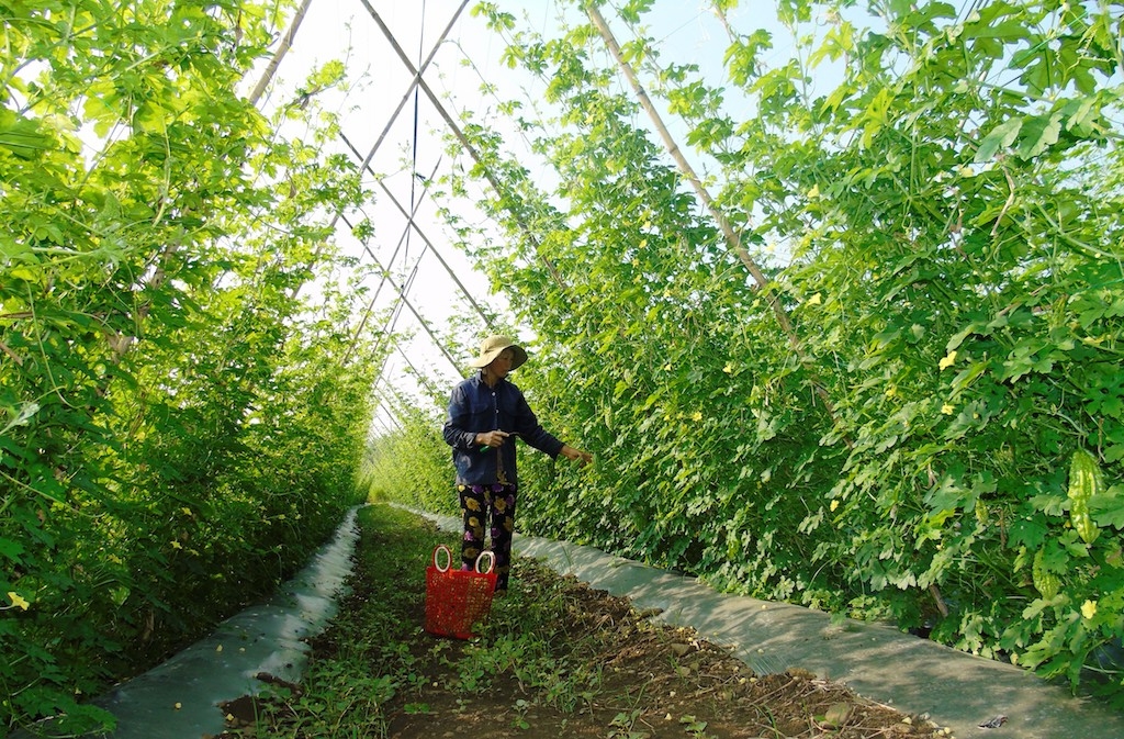 HTX nông nghiệp Phú Mỹ đang tăng diện tích trồng khổ qua để đủ sản lượng cung cấp cho siêu thị, các chợ đầu mối.