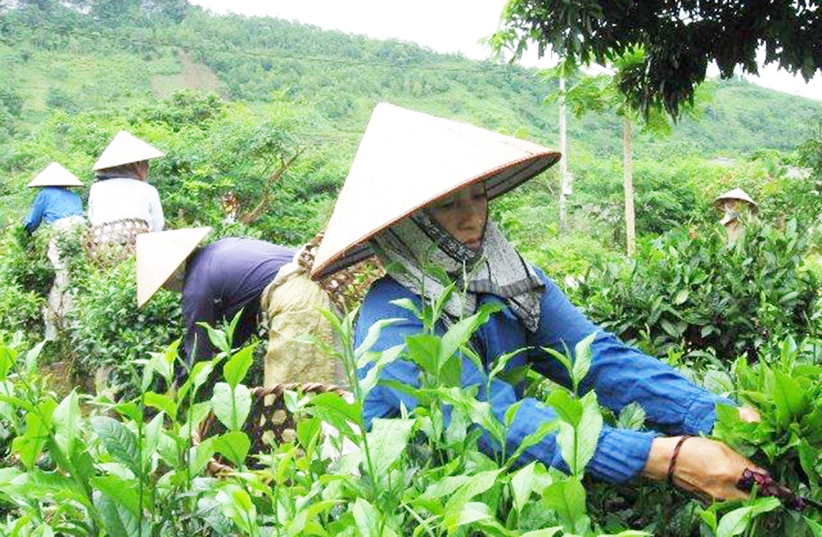 Việc bắt tay sản xuất đã giúp nông dân vùng cao nâng cao giá trị canh tác, thoát nghèo bền vững.