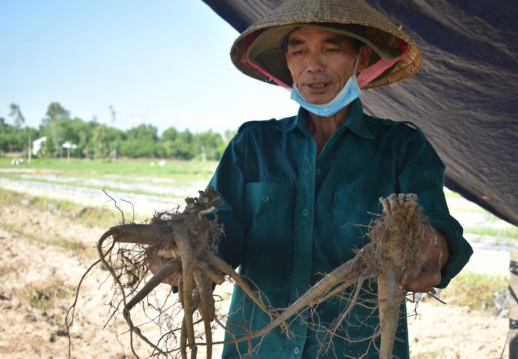 Cùng HTX trồng sâm Bố Chính được kỳ vọng mang lại thu nhập tốt cho nông dân xã.