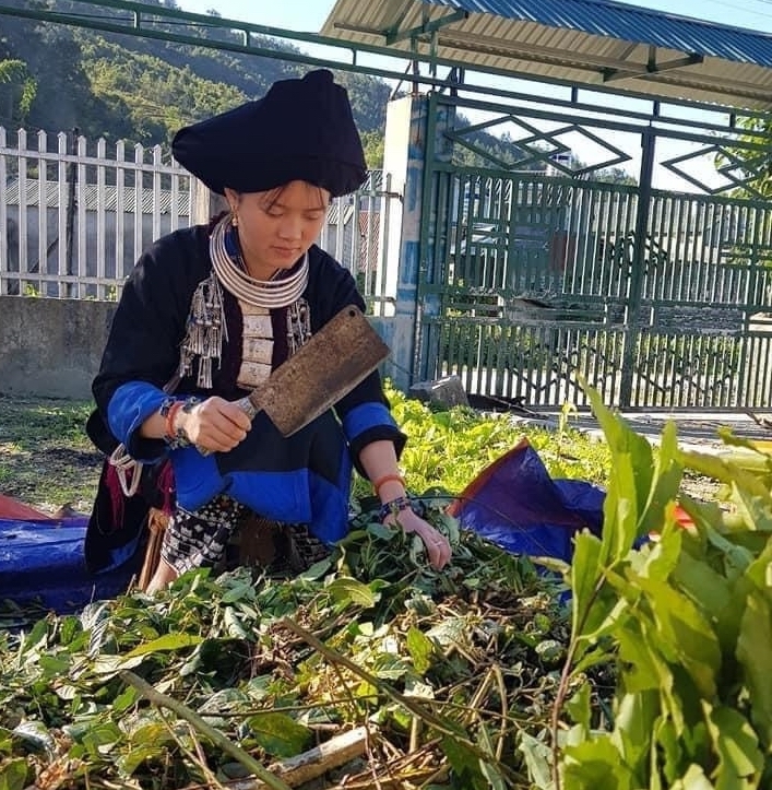 Trung bình mỗi năm, HTX Mý Dao cung cấp ra thị trường khoảng 40 tấn dược liệu tươi.