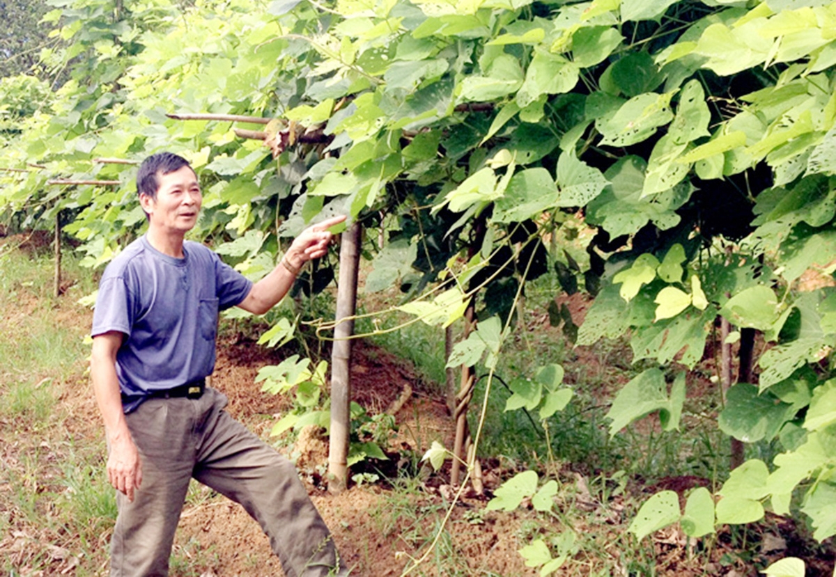 Các HTX đang có đóng góp tích cực trong thúc đẩy kinh tế - xã hội, xóa đói giảm nghèo tại vùng cao.