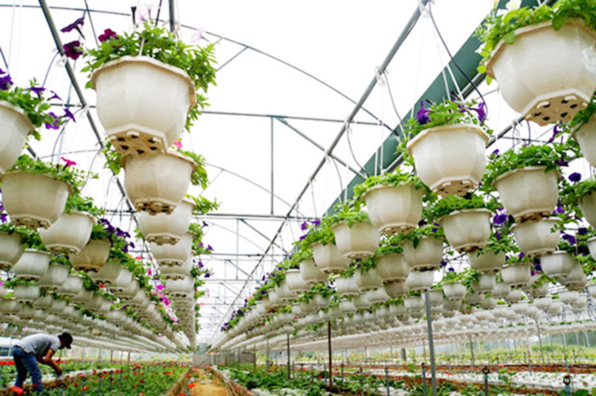 Hòa Vang đang thúc đẩy vai trò của các HTX, doanh nghiệp để hình thành chuỗi giá trị trong nông nghiệp.