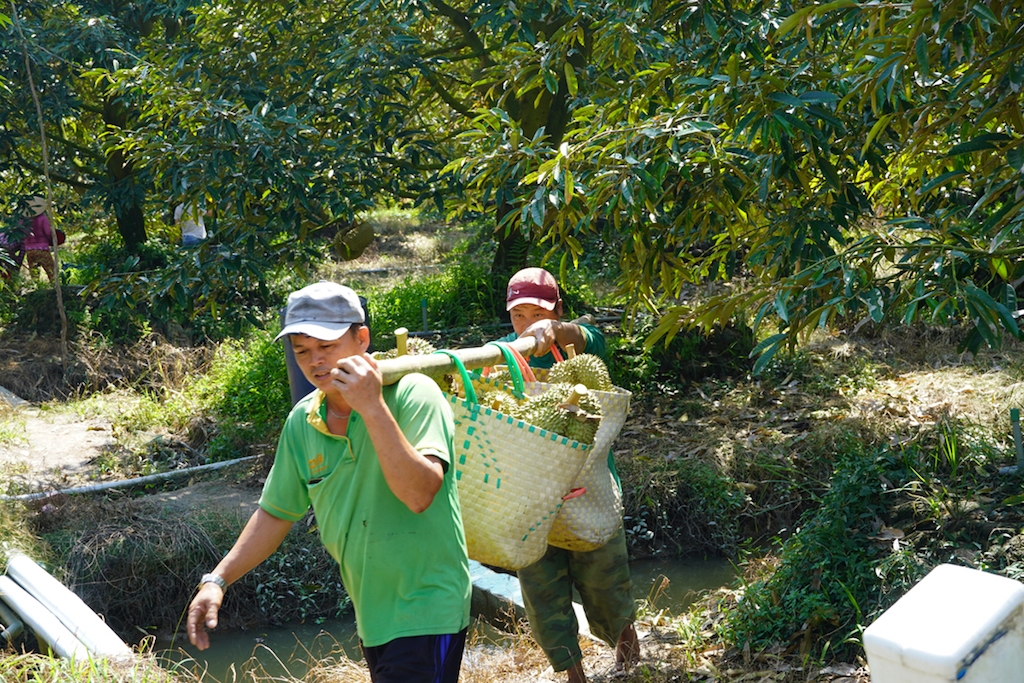 Các thành viên HTX Nông nghiệp Mỹ Lợi B phấn khởi nhờ sầu riêng được giá.