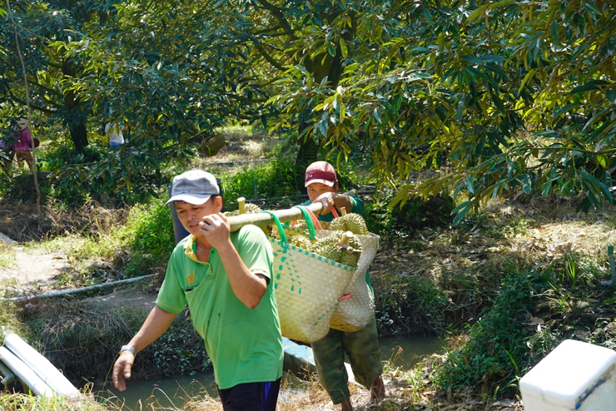 Các thành viên HTX Nông nghiệp Mỹ Lợi B phấn khởi nhờ sầu riêng được giá.
