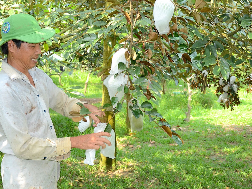 HTX Nông nghiệp Mỹ Lợi A hiện có khoảng 12 ha trồng vú sữa theo tiêu chuẩn VietGap.