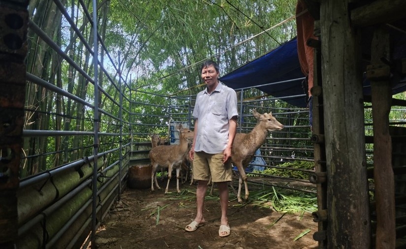 Nuôi hươu giúp người dân nâng cao thu nhập, giảm nghèo.