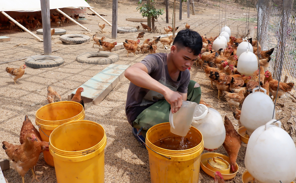 Mô hình nuôi gà dược liệu của HTX Hợp Tiến tạo ra sinh kế phù hợp cho người dân địa phương vừa mang hiệu quả kinh tế cao.