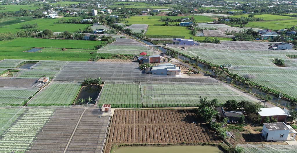 Huyện Cái Bè hình thành các vùng chuyên canh lớn, tạo điều kiện thuận lợi để hướng các HTX sản xuất gắn với thị trường.