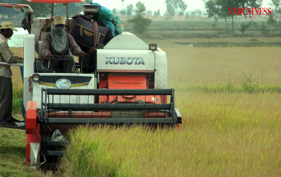 Chưa thể yên tâm với chuỗi liên kết lúa gạo ở vùng Đồng bằng sông Cửu Long dù có những cải thiện đáng kể nhưng vẫn còn yếu.
